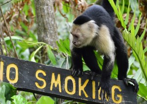 San José - Manuel Antonio (170 Km / 3h).jpg