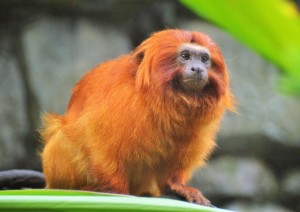 Trekking Golden Monkey - Lake Bunyonyi.jpg