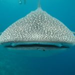 Snorkeling con il  timido squalo balena