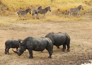  Pilanesberg National Park Area.jpg