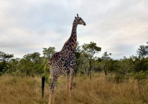  Pilanesberg National Park Area.jpg