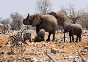 Etosha National Park.jpg