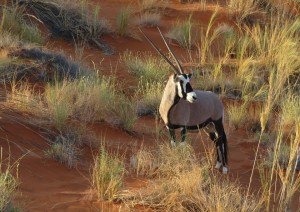 Windhoek - Deserto Del Kalahari (250 Km / 2h 30min).jpg