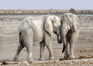 Damaraland - Etosha National Park (200 Km / 2h).jpg