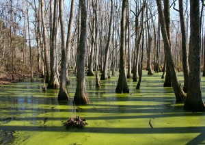 New Orleans: In Airboat Sulle Paludi.jpg