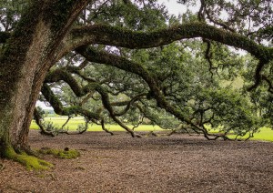 New Orleans: Tour Oak Plantation.jpg