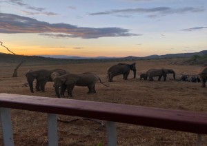 Parco Tsavo Est.jpg