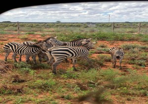 Parco Tsavo Ovest - Lago Nakuru .jpg