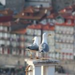 Veduta di Porto