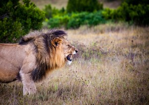 Hermanus - Cape Town (volo) Kruger National Park.jpg