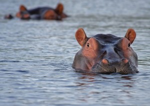 Kruger National Park.jpg