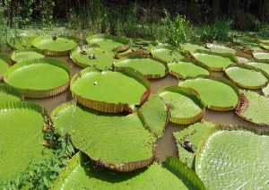 Bogotà (volo) Amazzonia.jpg