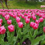 Tulipani in fiore