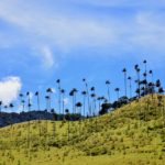 Valle del Cocora