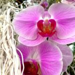 Orchidee al giardino botanico di Singapore