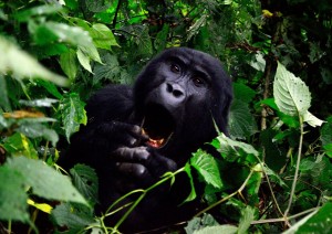 Lake Bunyonyi: Gorilla Safari.jpg