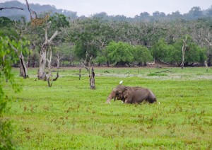 Nuwara Eliya - Ella - Yala.jpg