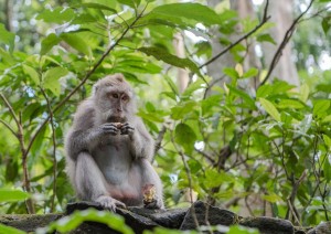 Bali - Ubud.jpg