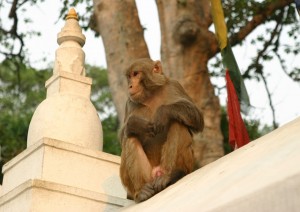 (lunedì) Arrivo A Kathmandu.jpg