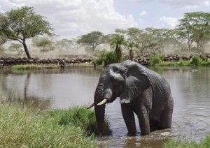 Cratere Del Ngorongoro.jpg