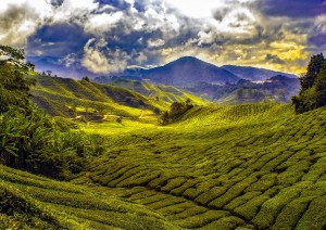 Cameron Highlands - Bukit Merah - Banding.jpg