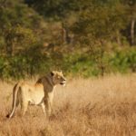 Uno degli avvistamenti più ambiti al Kruger