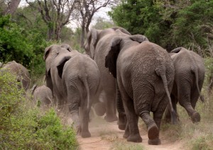 Kruger National Park.jpg