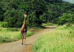 Kruger National Park.jpg