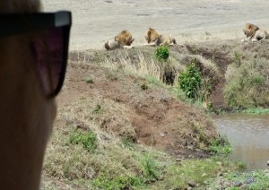 Karatu - Ngorongoro - Serengeti (circa 3h).jpg