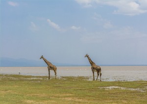 Tarangire - Manyara (circa 1h).jpg