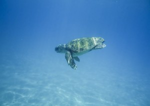 Zante: Giornata Libera.jpg