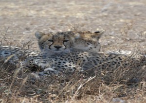 Selous Game Reserve.jpg