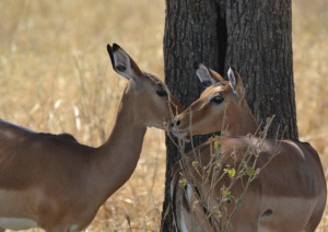 Selous Game Reserve.jpg