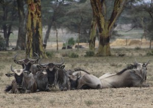 Parco Nazionale Del Ruaha.jpg