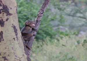 Parco Nazionale Del Ruaha.jpg