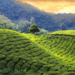 Piantagione di tè a Munnar