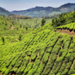 Piantagioni di tè nei dintorni di Munnar