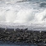 Gabbiani in riva al mare