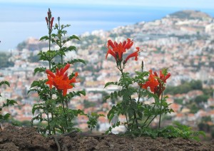 (02/01/2020) Madeira: Câmara De Lobos, São Vicente, Porto Moniz, Calheta.jpg