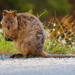 Quokka