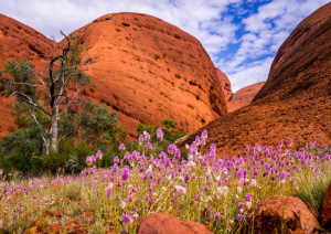 Ayers Rock - Kata Tjuta - Ayers Rock (135 Km).jpg