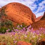 Monti Olgas (Kata Tjuta)