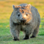 Wombat