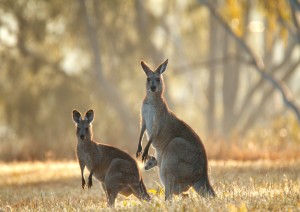 Spicers Peak Lodge.jpg