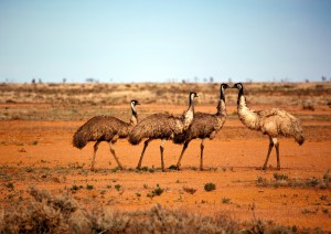 Coober Pedy - Erldunda (490 Km / 5h).jpg