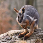 Rock wallaby