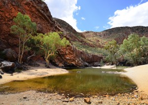 Alice Springs - Simpsons Gap - Ormiston Gorge - Wilora (520 Km / 6h 45min).jpg