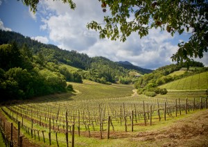 San Francisco / Escursione Alle Valle Di Napa E Sonoma.jpg