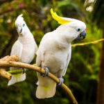 Cacatua