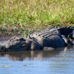 Coccodrillo nel parco nazionale del Kakadu